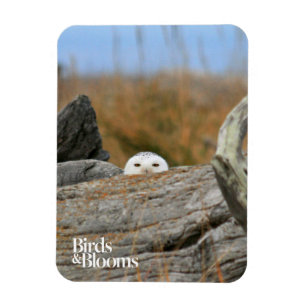 Magnet Flexible Chouette des neiges