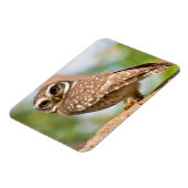 Magnet Flexible Chouette tachetée en vol matinal. (Côté Gauche)