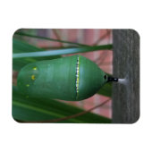 Magnet Flexible Chrysalis de la photographie papillon Monarque (Horizontal)