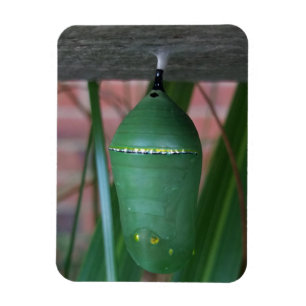 Magnet Flexible Chrysalis de la photographie papillon Monarque