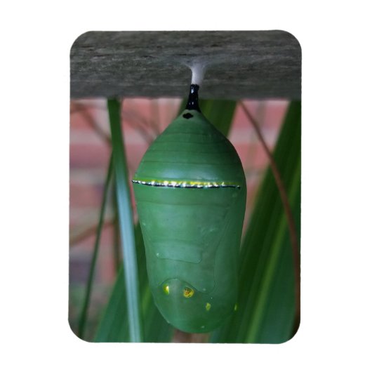 Magnet Flexible Chrysalis de la photographie papillon Monarque (Vertical)