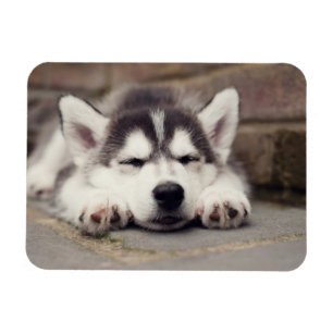 Magnet Flexible Chuppy Husky Sleeping