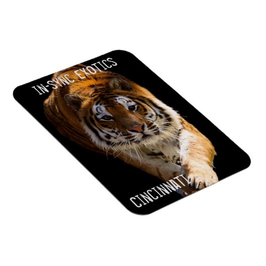 Magnet Flexible Cincinnati Tiger - (Côté Droit)