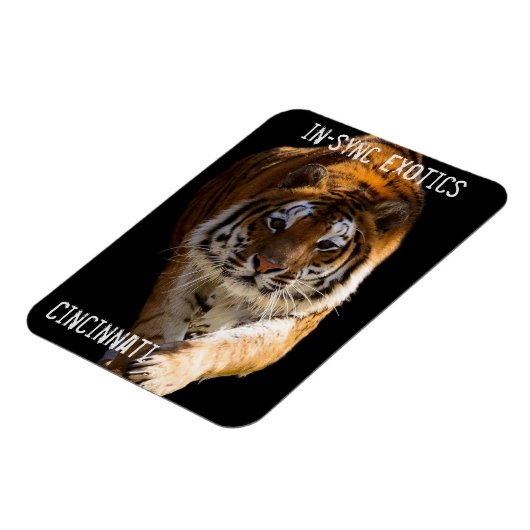 Magnet Flexible Cincinnati Tiger - (Côté Gauche)