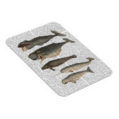 Magnet Flexible Cinq baleines Vintages (Côté Droit)