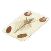 Magnet Flexible Cinq d'un coquillage (Côté Gauche)