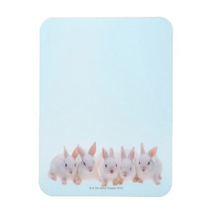 Magnet Flexible Cinq lapins