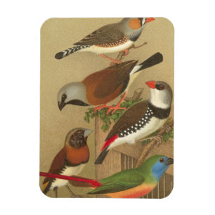 Magnet Flexible Cinq oiseaux de compagnie colorés perchés sur une 