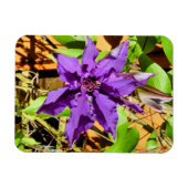 MAGNET FLEXIBLE CLEMATIS (Horizontal)