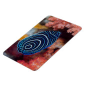 Magnet Flexible Close-up de Emperor Angelfish (Côté Gauche)