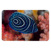 Magnet Flexible Close-up de Emperor Angelfish (Horizontal)