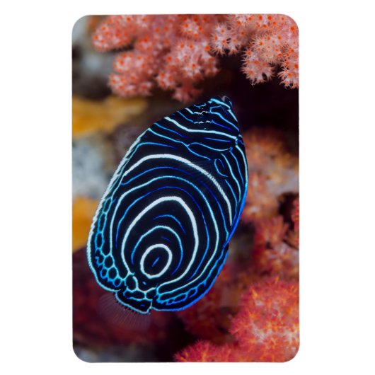 Magnet Flexible Close-up de Emperor Angelfish (Vertical)