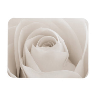 Magnet Flexible Close up of White Rose