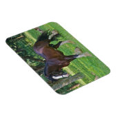 Magnet Flexible Clydesdale Horse (Côté Droit)