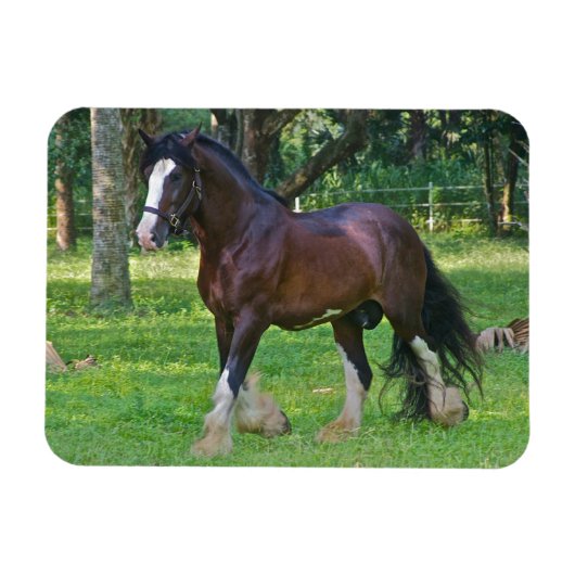 Magnet Flexible Clydesdale Horse (Horizontal)