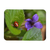 Magnet Flexible Coccinelle sur fleurs de violettes odorantes (Horizontal)