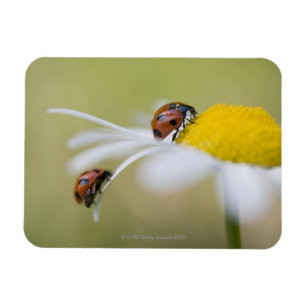 Magnet Flexible Coccinelles sur une marguerite des prés, Biei,