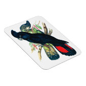 Magnet Flexible Cockatoos à queue rouge, Noir (Banksien). (Côté Droit)