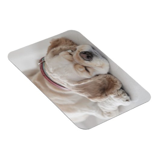 Magnet Flexible Cocker spaniel chien dormir (Côté Droit)