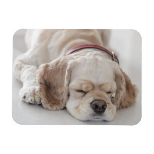 Magnet Flexible Cocker spaniel chien dormir