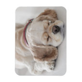 Magnet Flexible Cocker spaniel chien dormir (Vertical)