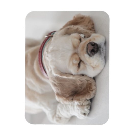 Magnet Flexible Cocker spaniel chien dormir (Vertical)