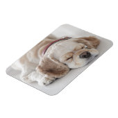 Magnet Flexible Cocker spaniel chien dormir (Côté Gauche)