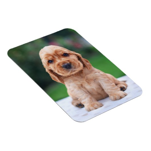Magnet Flexible Coker Spaniel (Côté Droit)