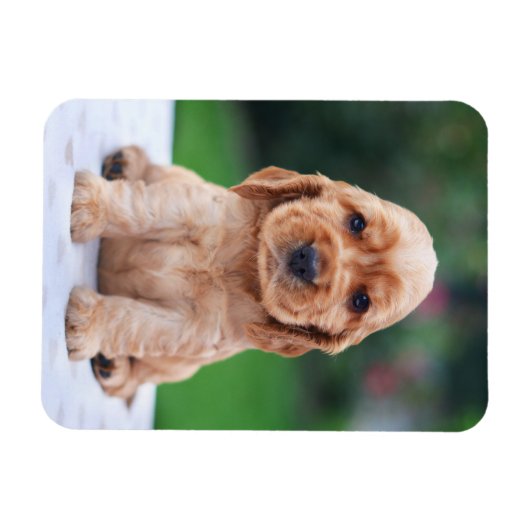 Magnet Flexible Coker Spaniel (Horizontal)