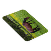 Magnet Flexible Col Tihuta, Cheval dans le Pasture (Côté Droit)