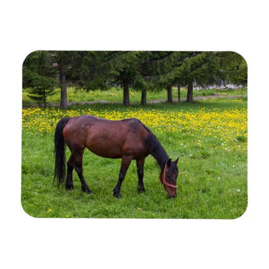 Magnet Flexible Col Tihuta, Cheval dans le Pasture (Horizontal)