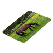 Magnet Flexible Col Tihuta, Cheval dans le Pasture (Côté Gauche)