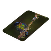Magnet Flexible Colibri (Côté Gauche)