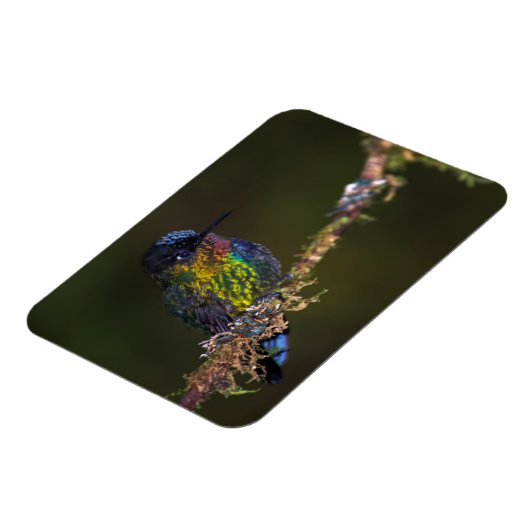 Magnet Flexible Colibri (Côté Gauche)