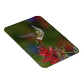 Magnet Flexible Colibri à gorge rubis (Côté Droit)