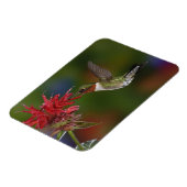 Magnet Flexible Colibri à gorge rubis (Côté Gauche)