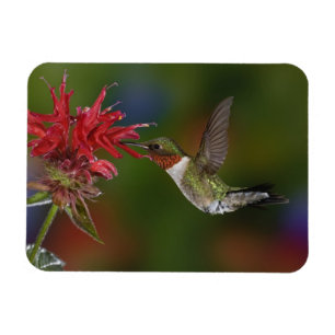 Magnet Flexible Colibri à gorge rubis mâle