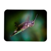 Magnet Flexible Colibri à gorge rubis - Photo originale (Horizontal)