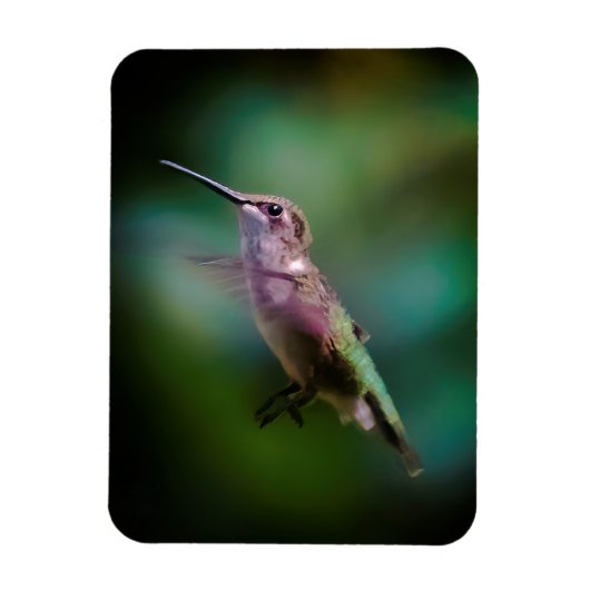 Magnet Flexible Colibri à gorge rubis - Photo originale (Vertical)