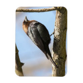 Magnet Flexible Colibri à tête Brown (Vertical)