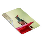 Magnet Flexible Colibri à ventre cassé au Texas (Côté Droit)