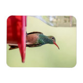 Magnet Flexible Colibri à ventre cassé au Texas (Horizontal)