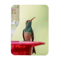 Colibri à ventre cassé au Texas