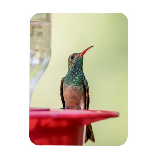 Magnet Flexible Colibri à ventre cassé au Texas (Vertical)