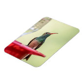 Magnet Flexible Colibri à ventre cassé au Texas (Côté Gauche)