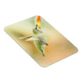 Magnet Flexible Colibri au petit matin (Côté Droit)