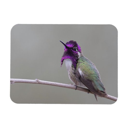 Magnet Flexible Colibri de Costa (Horizontal)