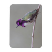 Magnet Flexible Colibri de Costa (Vertical)