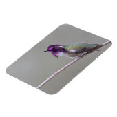 Magnet Flexible Colibri de Costa (Côté Gauche)