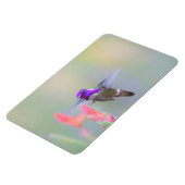 Magnet Flexible Colibri de Costa en approche (Côté Gauche)